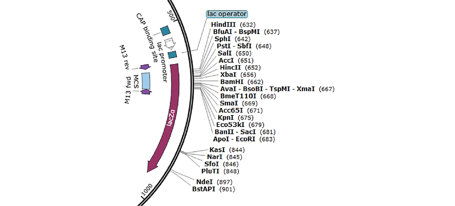 Enzyme restriction sites in pUC19