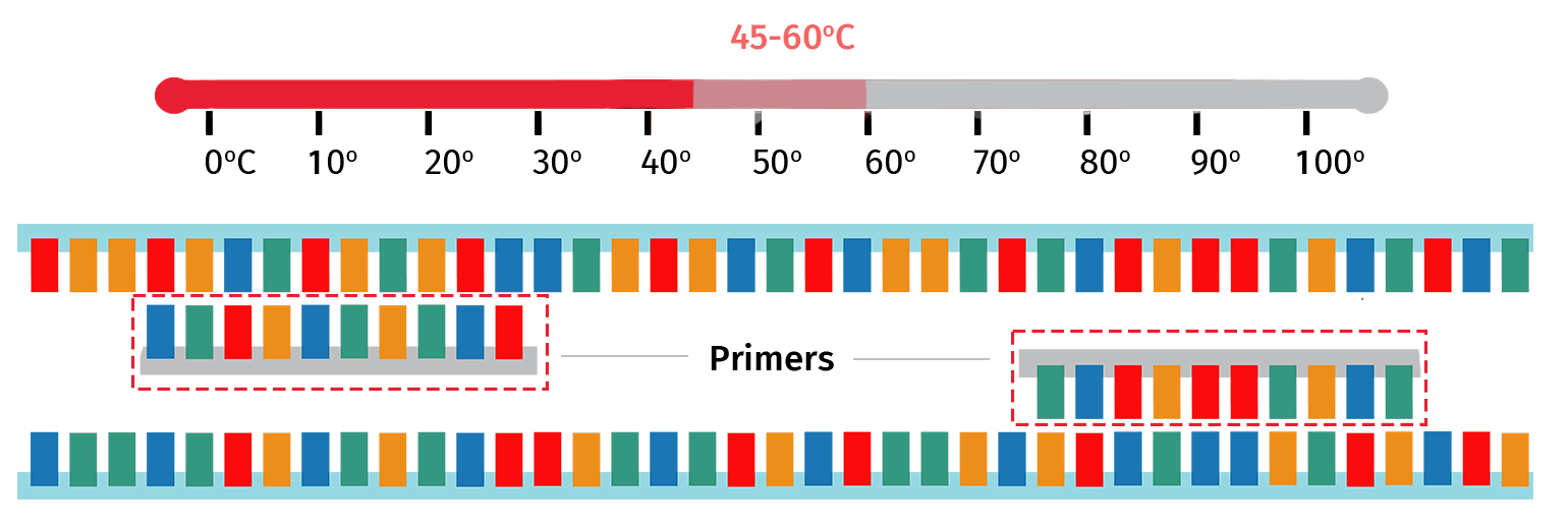 Polymerase Chain Reaction 9979