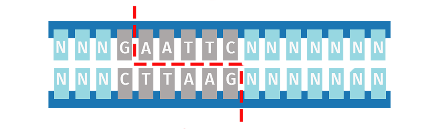 Type IIP Restriction Enzymes