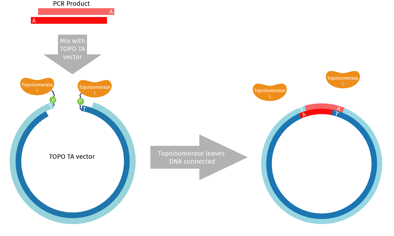 Plasmid Vector Diagram