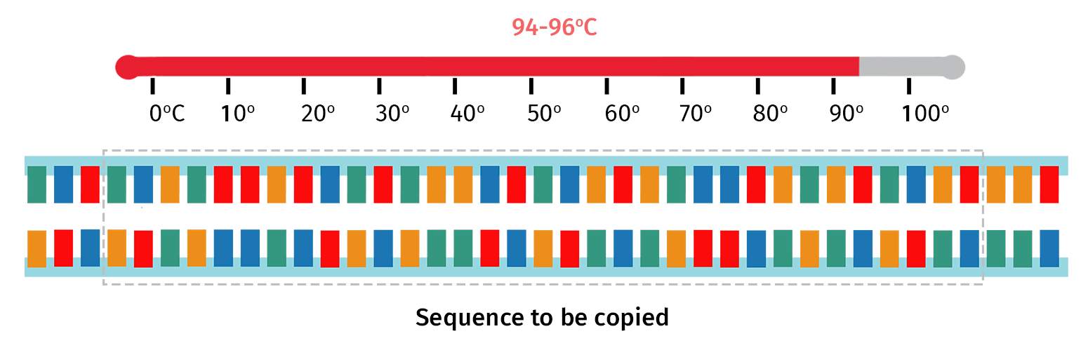 PCR Initial Denaturation