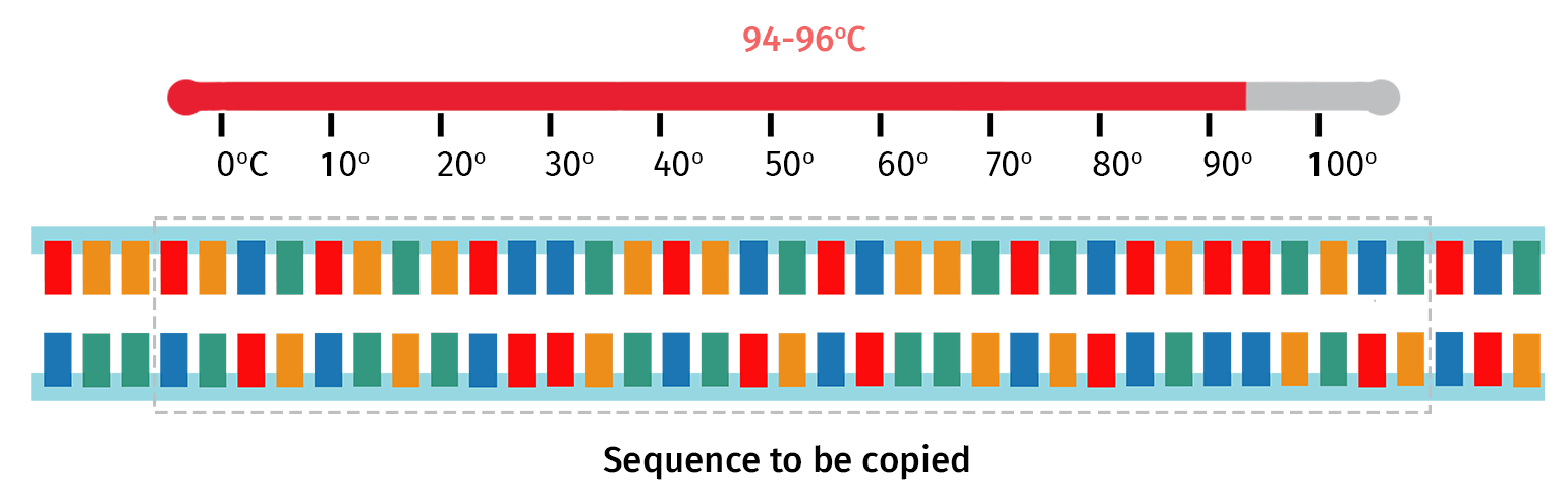 PCR Initial Denaturation