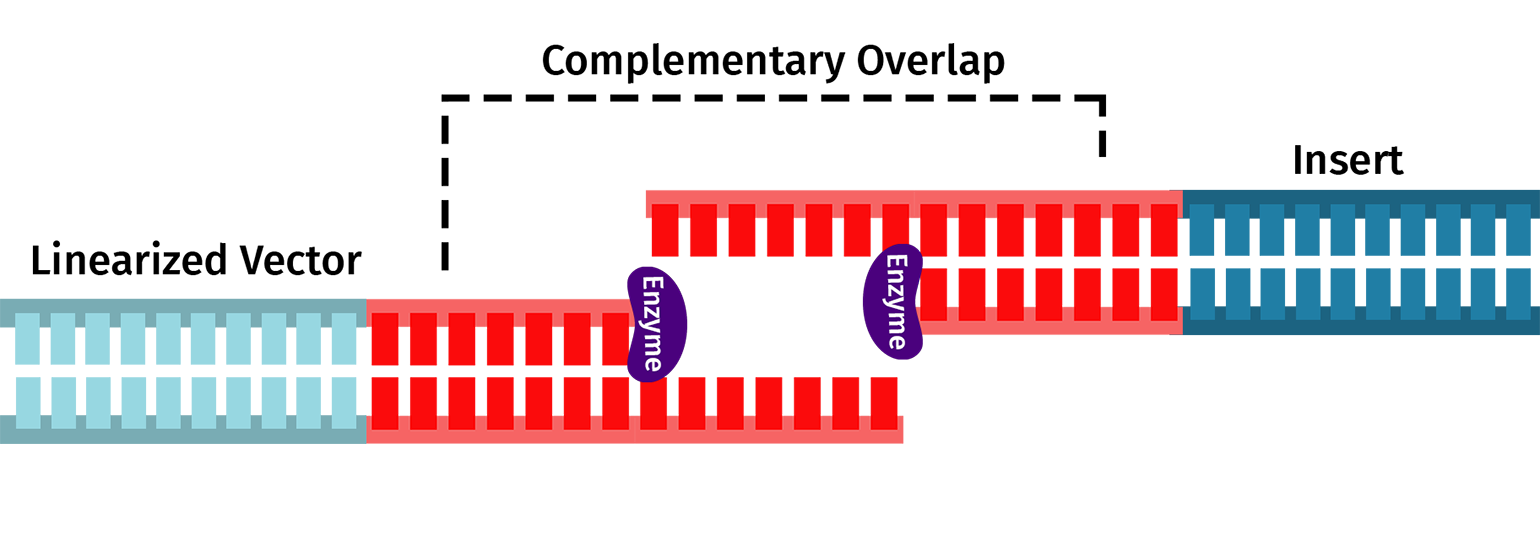 InFusion Cloning Snapgene