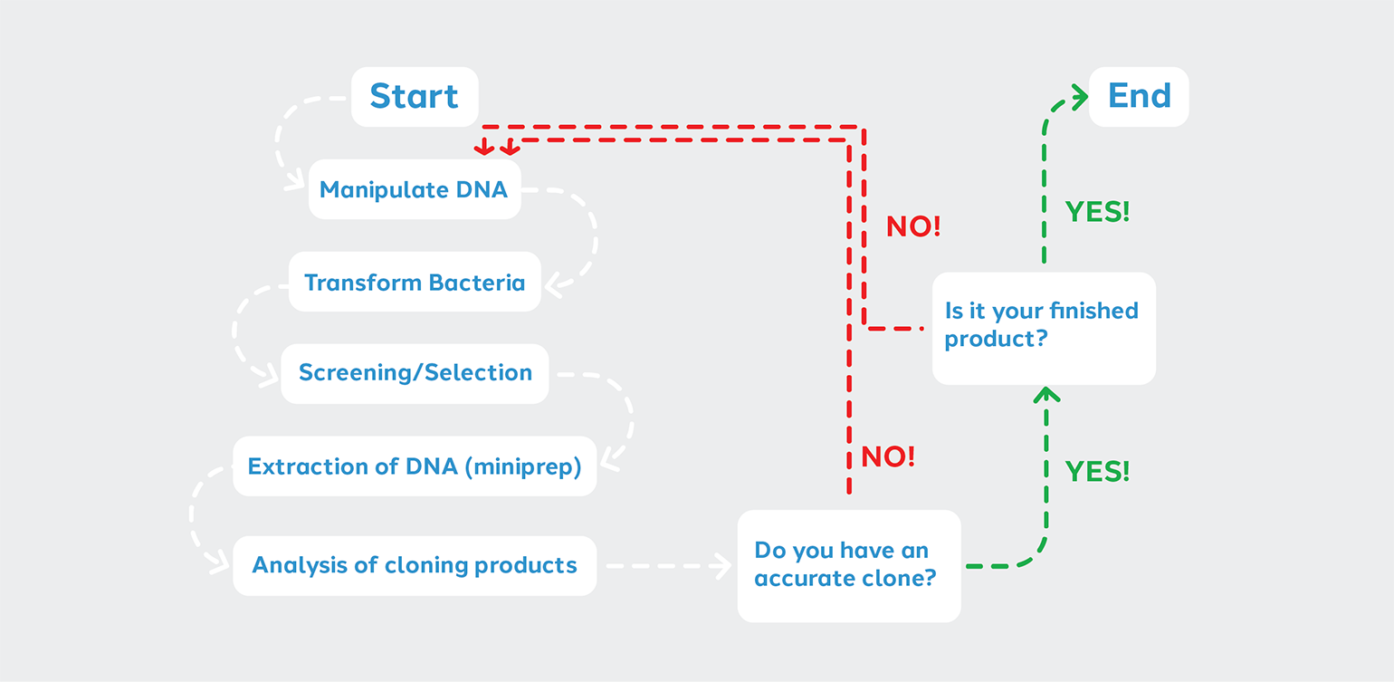 Plasmid flow chart