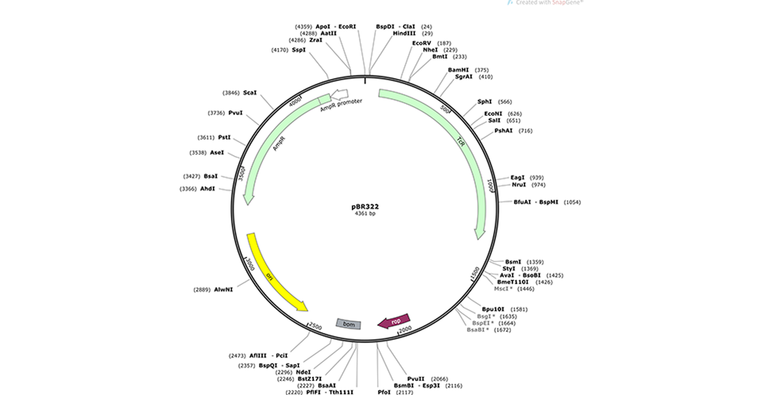 Map of E. coli plasmid pBR322