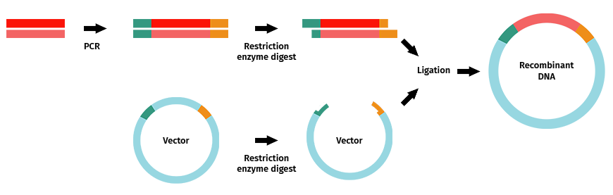 Restriction Enzyme diagram for PCR cloning