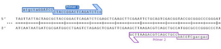 Add restriction sites PCR step 2