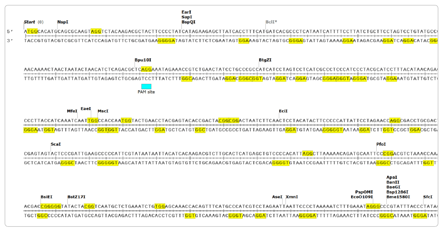 Figure 2: SnapGene screen capture after using search function to find NGG sites in gene target of interest.