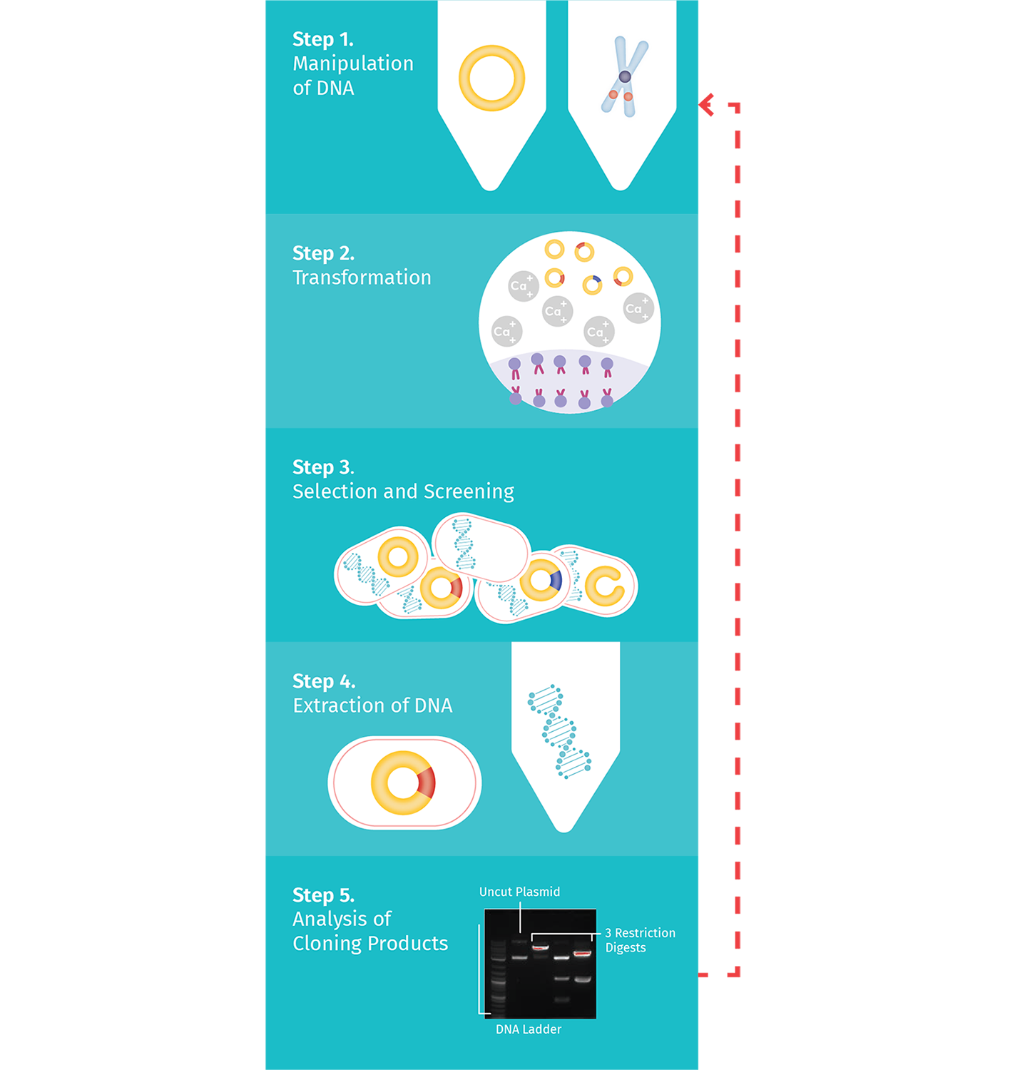 Plasmid cloning cycle