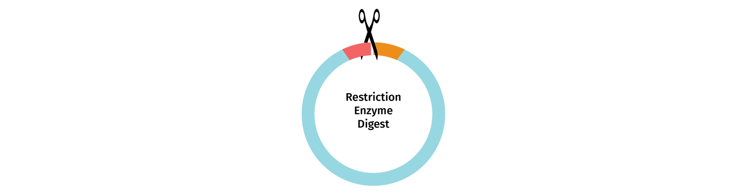 In-Fusion Cloning Restriction enzyme digest