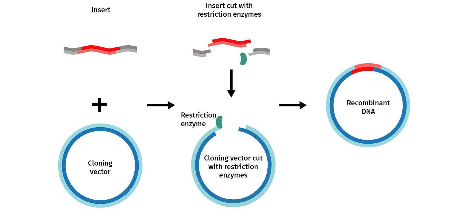 the-plasmid-cloning-cycle