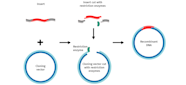 Vector Dna Meaning Purchase Discounted Deborahsilvermusic