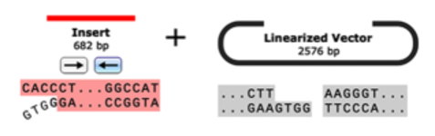 TOPO Cloning