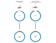 Restriction Enzyme Cloning Snapgene