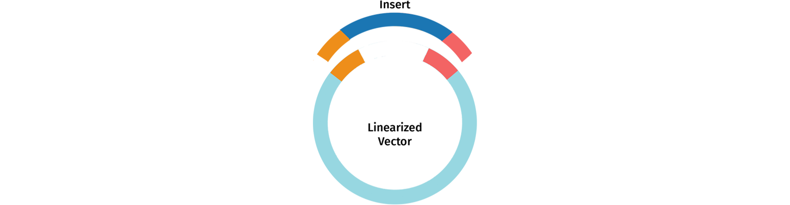 In-Fusion single insert and vector