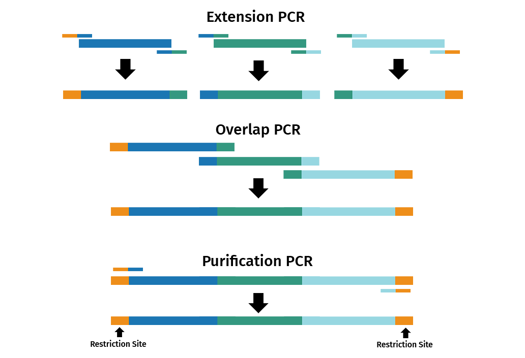 Chain Reaction - Snapgene