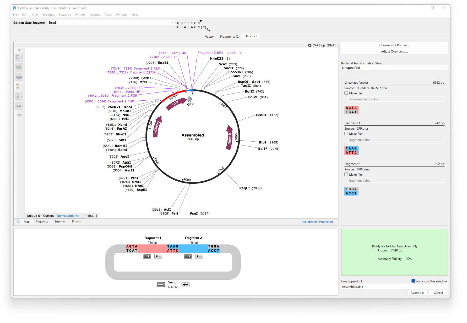 Simulate Golden Gate Assembly