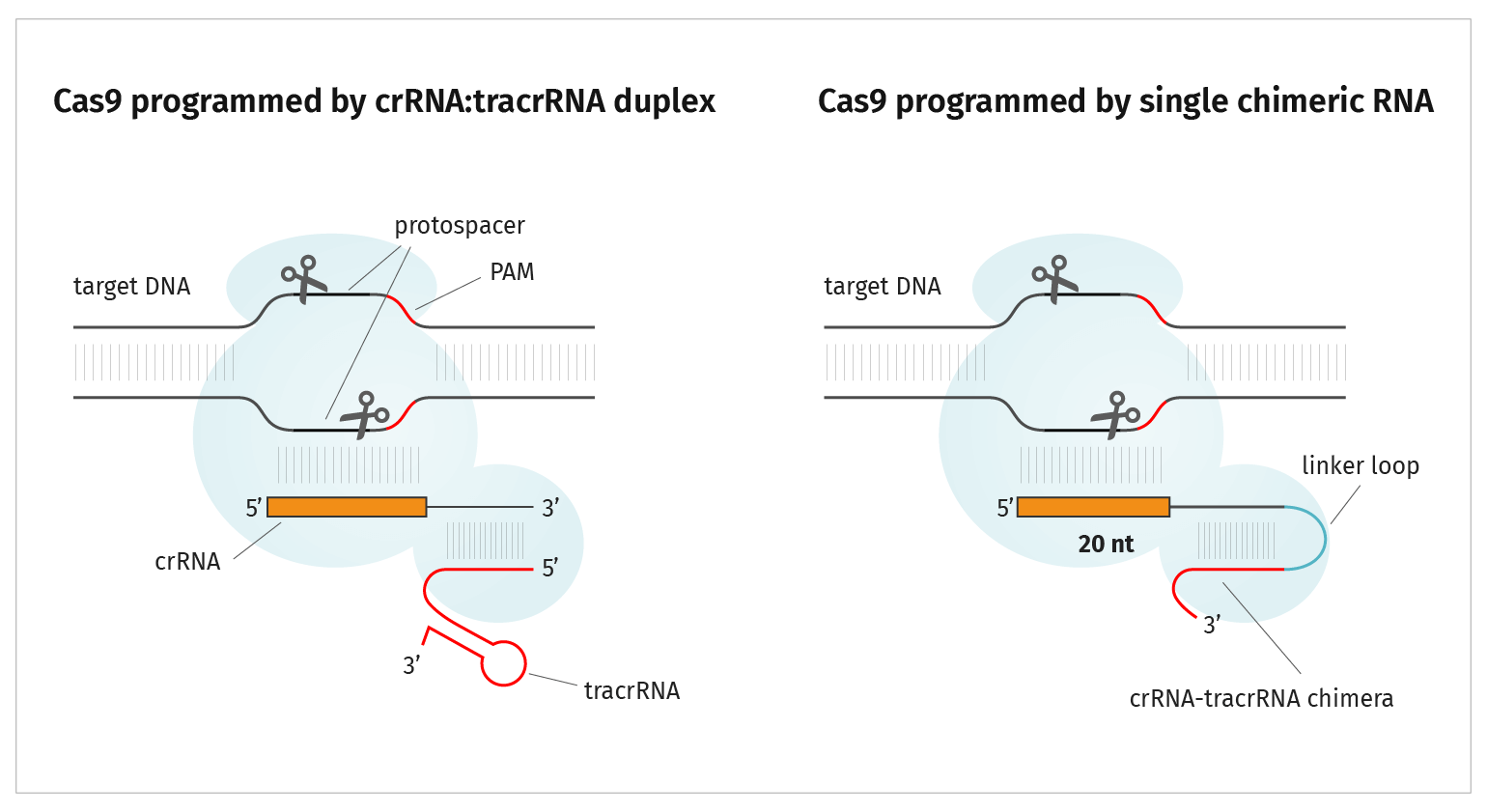 Figure 1: Cas9 programmed by crRNA:tracrRNA duplex vs a single chimeric RNA