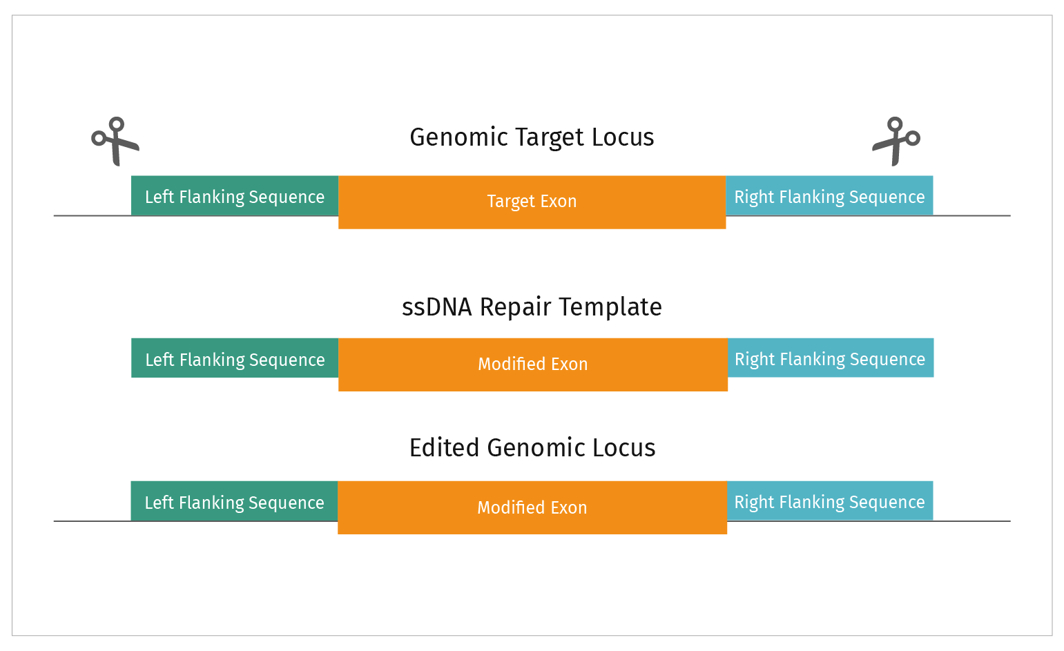 Figure 5: CRISPR repair targeted by two gRNA’s