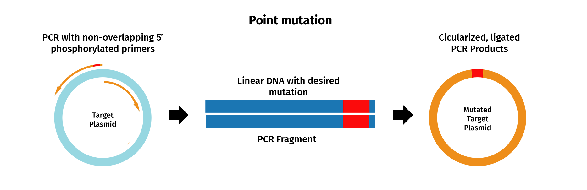 PCR Mutatgenesis