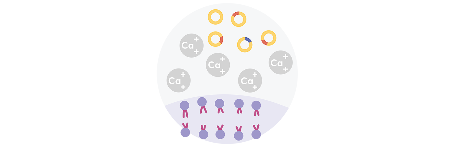 Plasmid Transformation