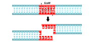 Restriction Enzymes Snapgene