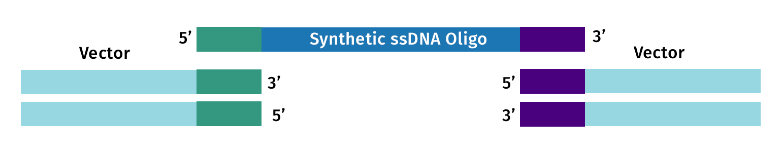 Synthetic ssDNA oligo - Gibson Assembly