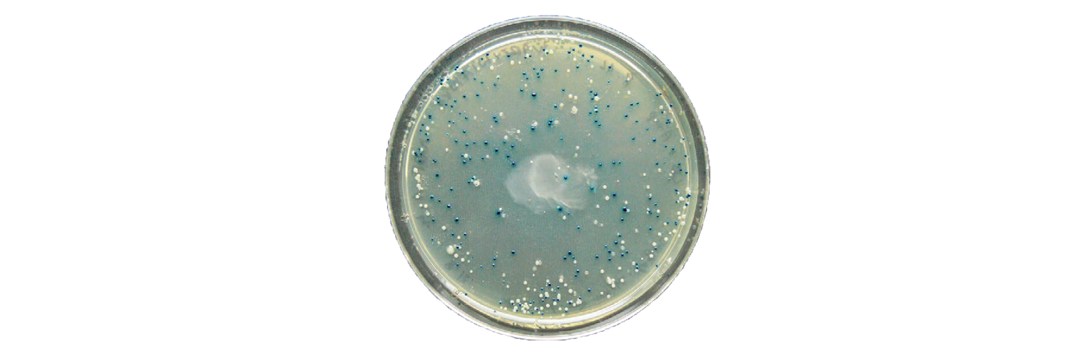 Plasmid agar plate