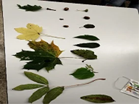 Laubbäume zum Anfassen