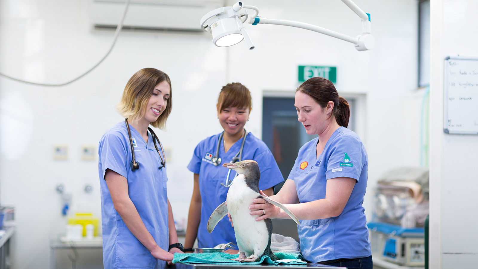 Vet Nurse Student Gains HandsOn Animal Experience Study With New Zealand