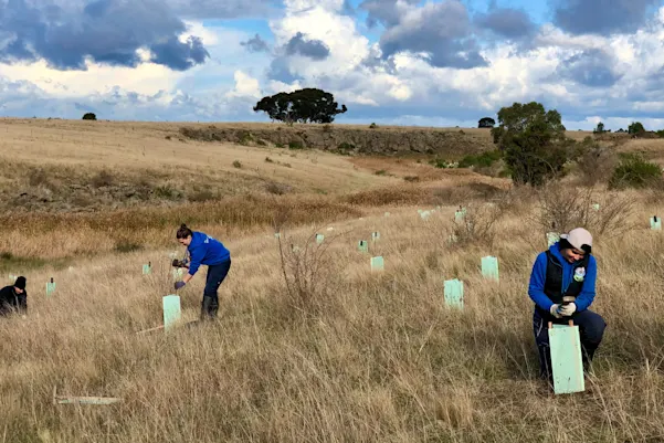 koala-clancy-foundation-planting-day