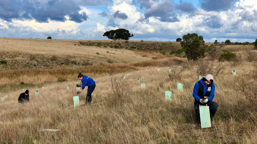 koala-clancy-foundation-planting-day