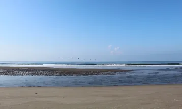 Birds on shoreline
