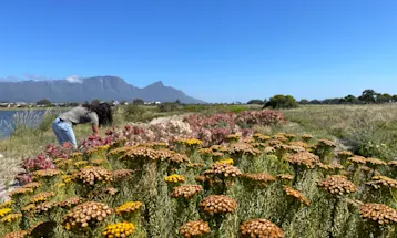 Princess Vlei proteas