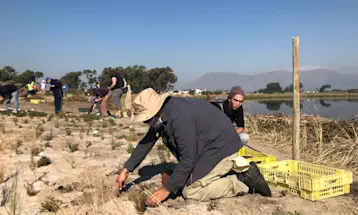 Princess Vlei planting