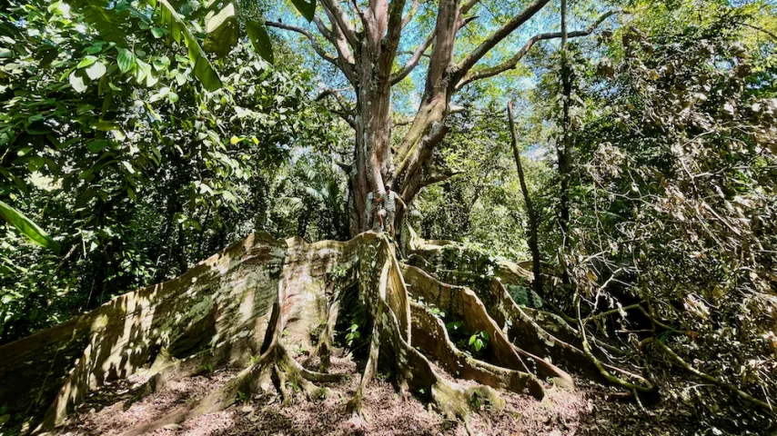 Costa Rica Tree