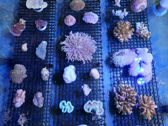 IBU kecinan-coral