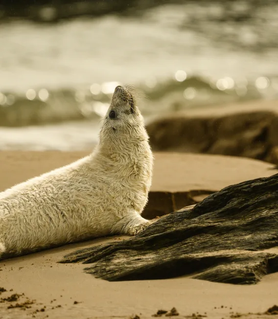 Seal rescue 1