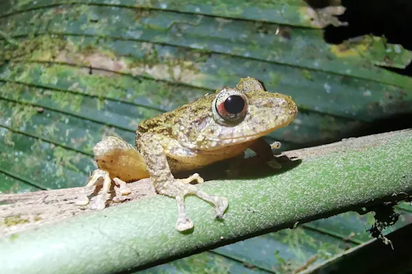 Costa Rica Frog