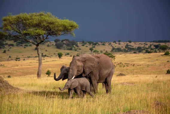 The Elephant Whisperers of Tanzania, Wild Survivors