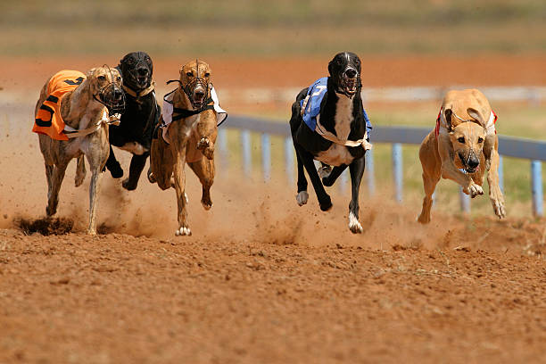 Como apostar en carreras de galgos