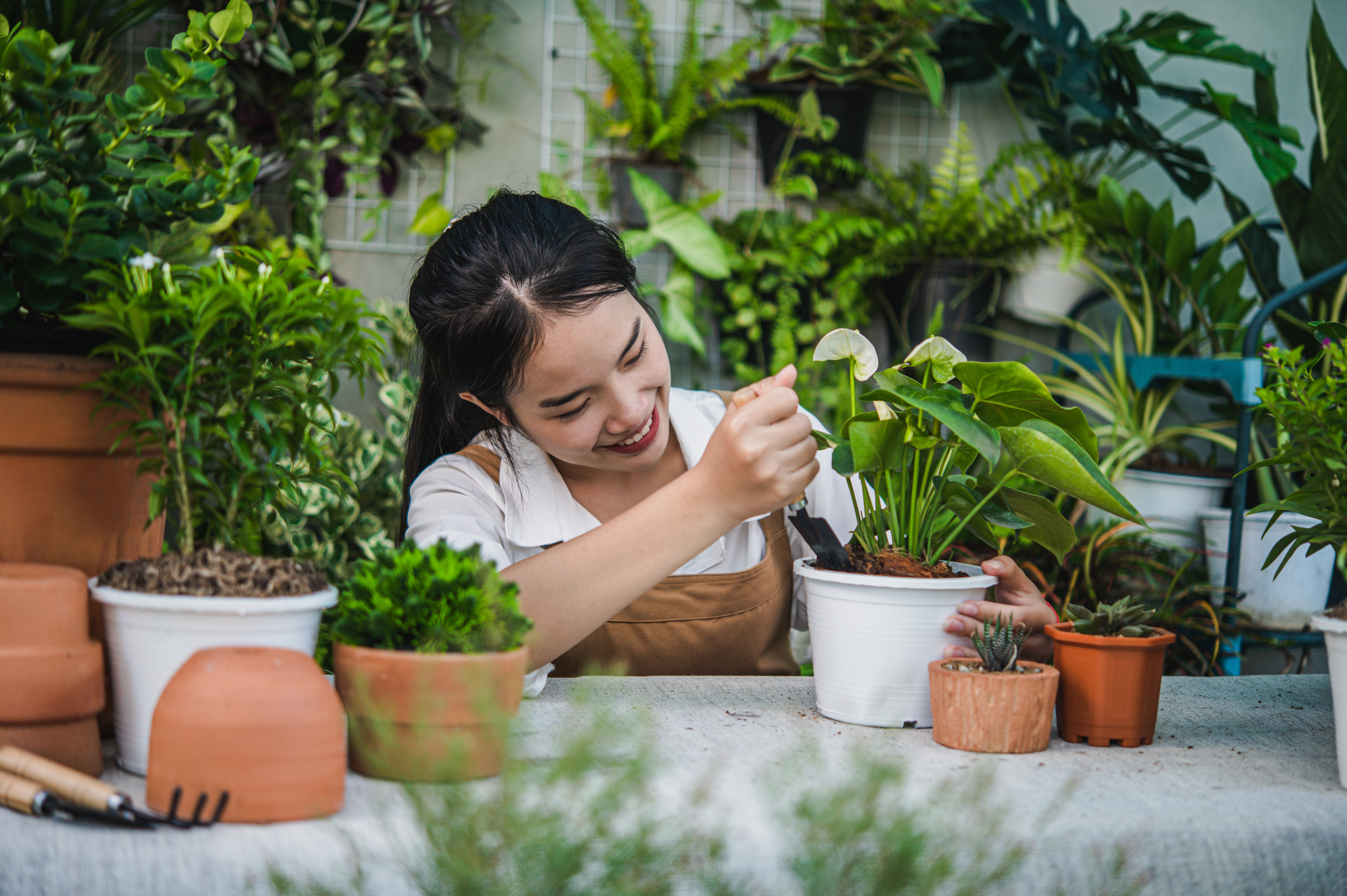 young-asian-gardener-female-wearing-apron-using-shovel-transplants-houseplant-cactus