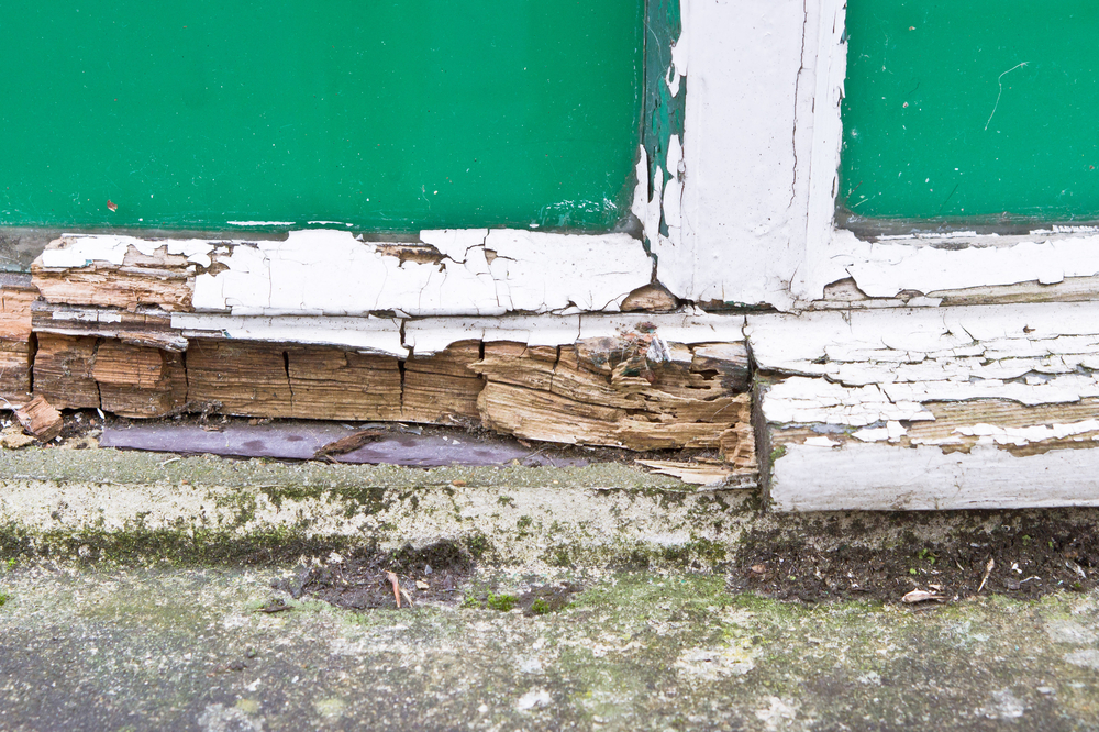 How Do I Know If I Have Dry Rot or Just Water Damage?