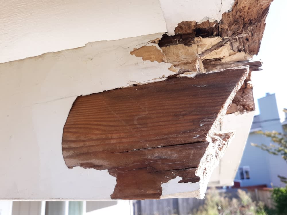 Dry Rot vs. Wet Rot: Key Differences Explained