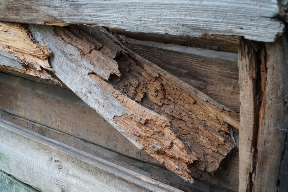 What Happens if You Ignore Dry Rot? Consequences and Solutions