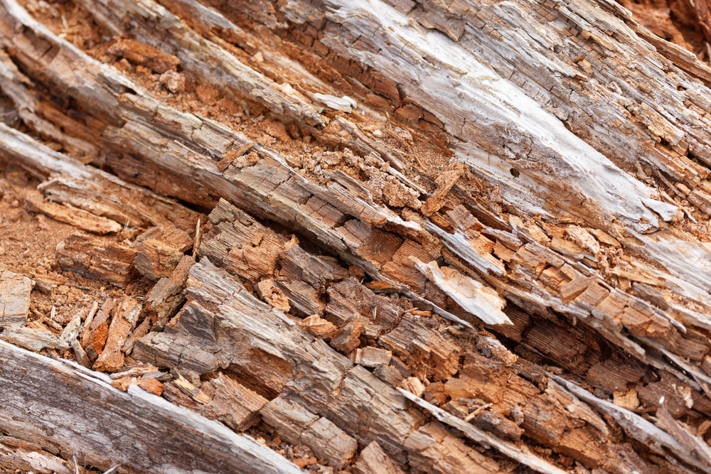 What are the Four Stages of Dry Rot?