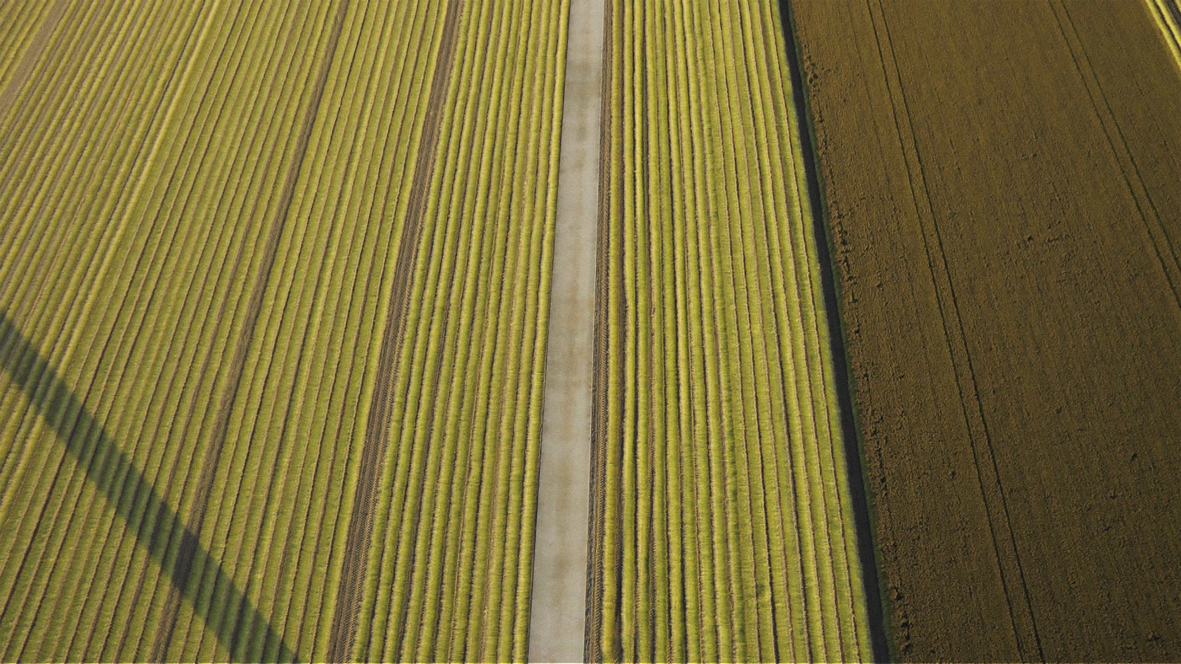 Plot Gz59-west in the Dutch Flevopolder of Flax farmer Gert-Jan van Dongen.