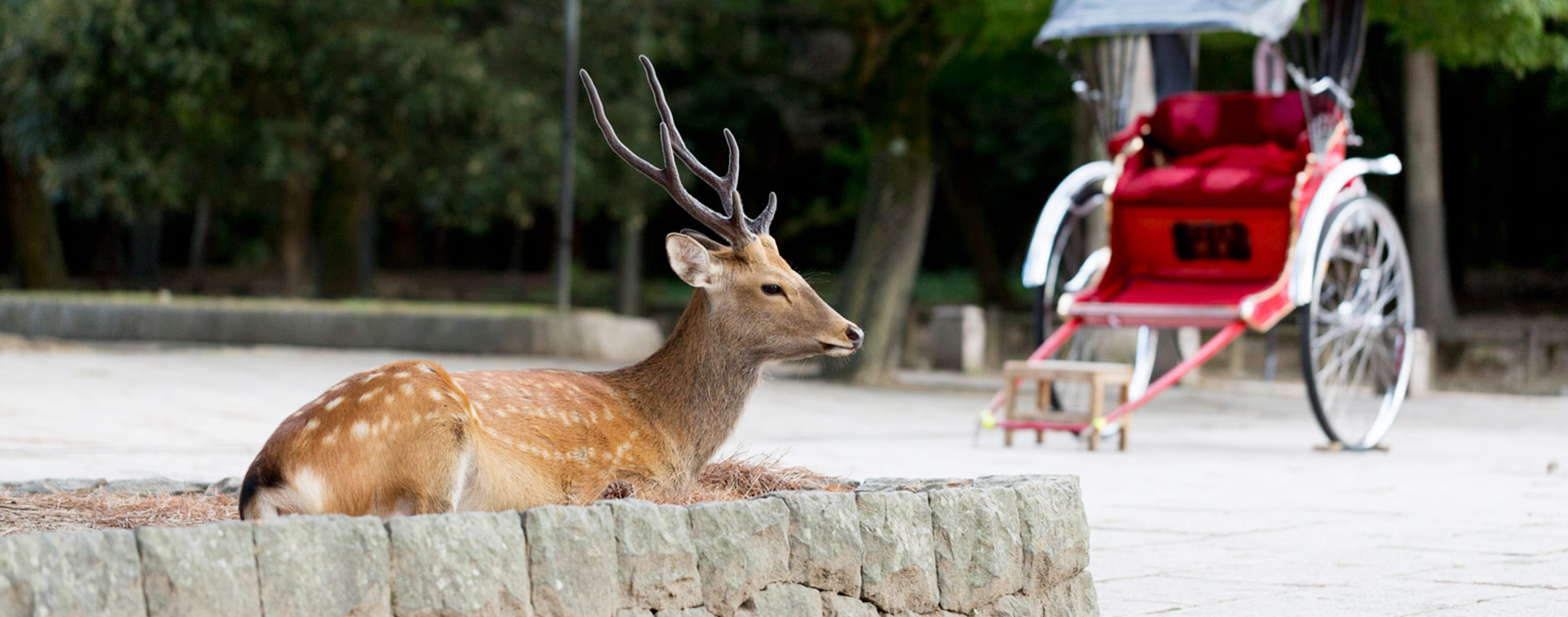 Visit Nara