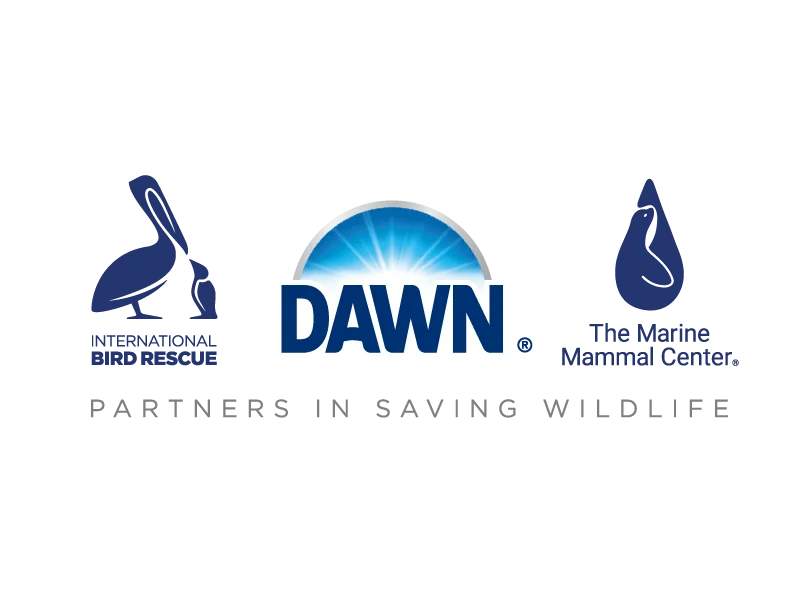 Partners in saving wildlife: International Rescue, Dawn, The Marine Mammal Center