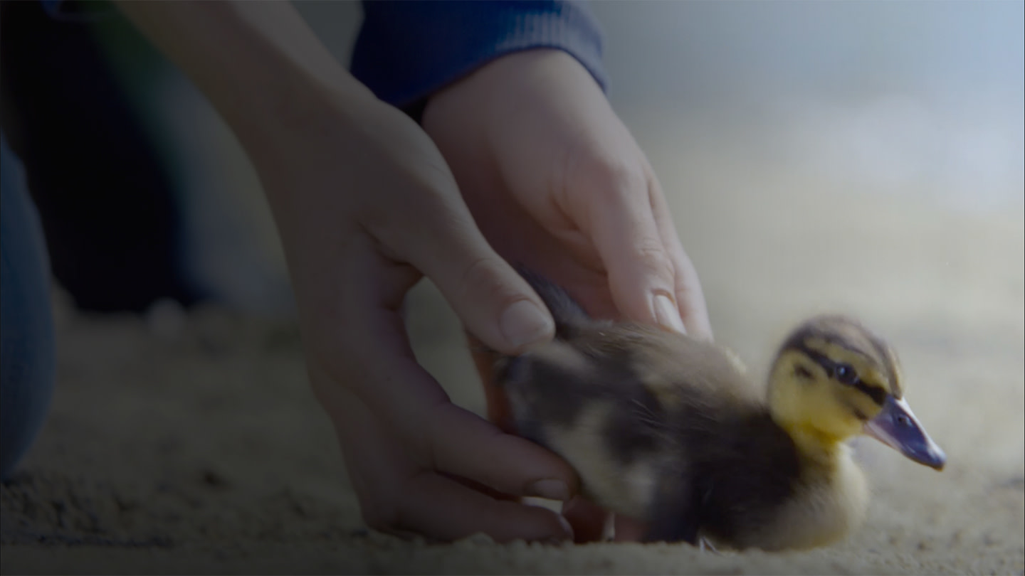 Duckling on carpet